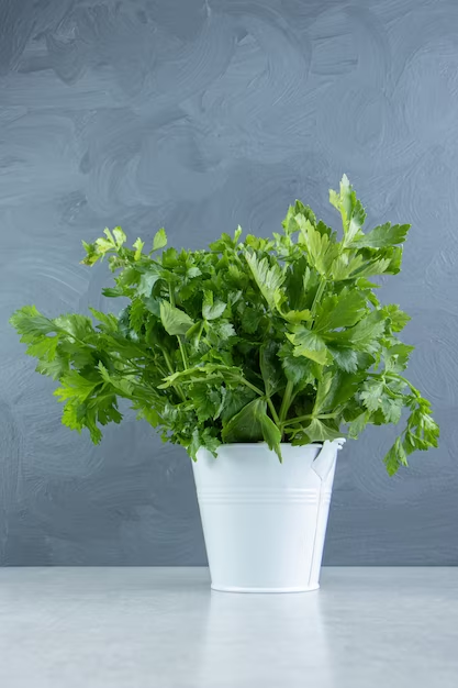 Holy Basil or tulsi for vastu