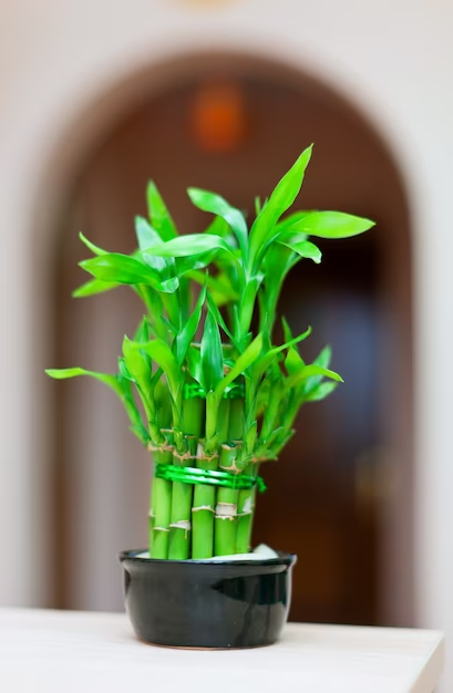 Bamboo Plant for vastu