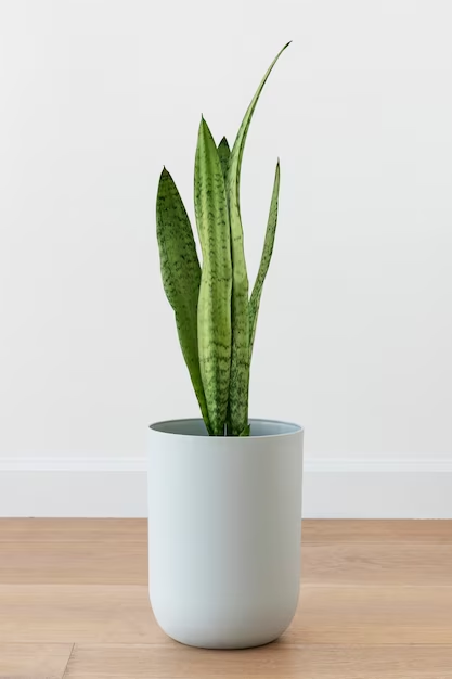 Snake Plant for vastu