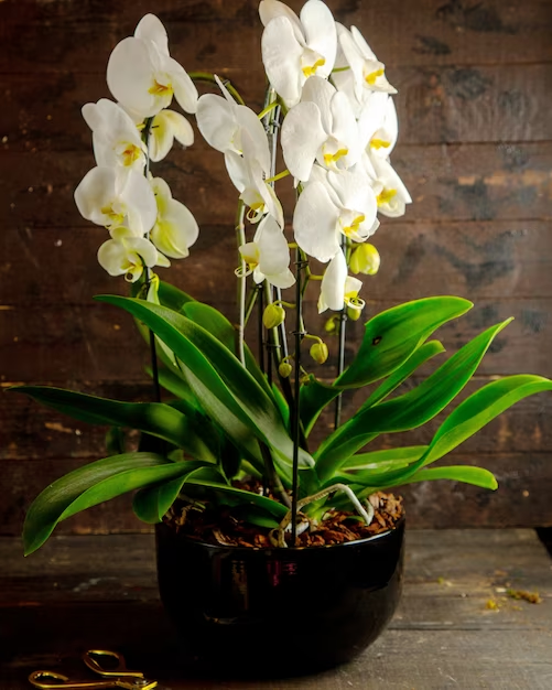 Orchids for vastu