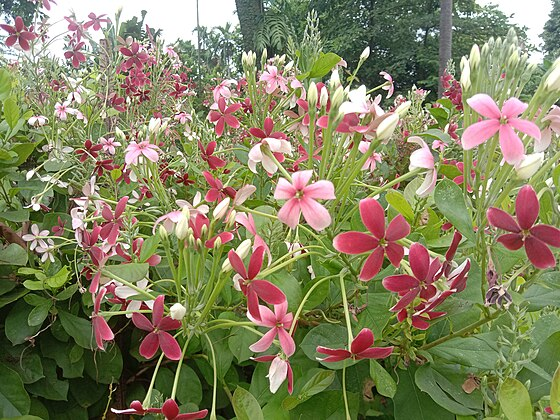 Rangoon Creeper in balcony