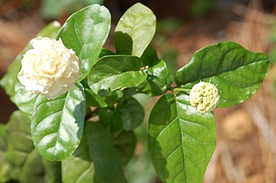 Jasmine in balcony