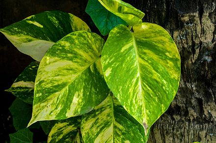 Money Plant in balcony